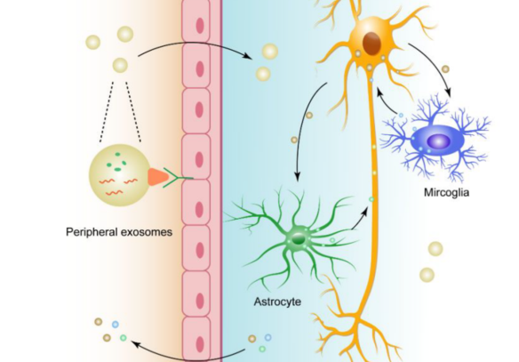 Intercellular communication of exosomes