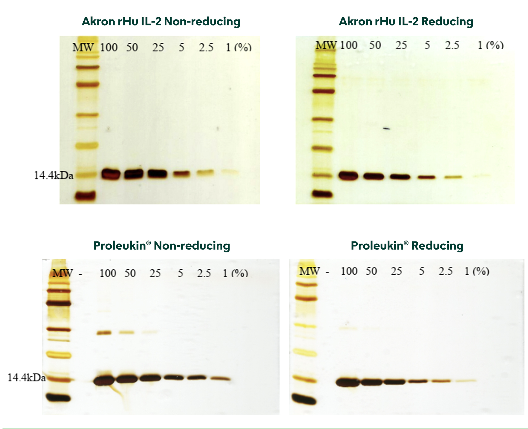 Gels from Reducing and Non-reducing SDS-PAGE visibly show Akron rHu IL-2 purity equal to, if not greater than, Proleukin®
