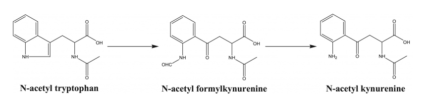 N-Acetyl-Trytophan Degradation Pathway