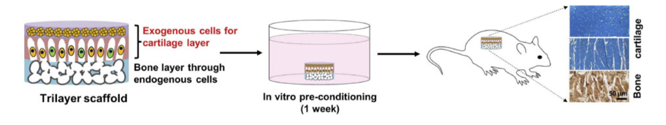 Hydrogels