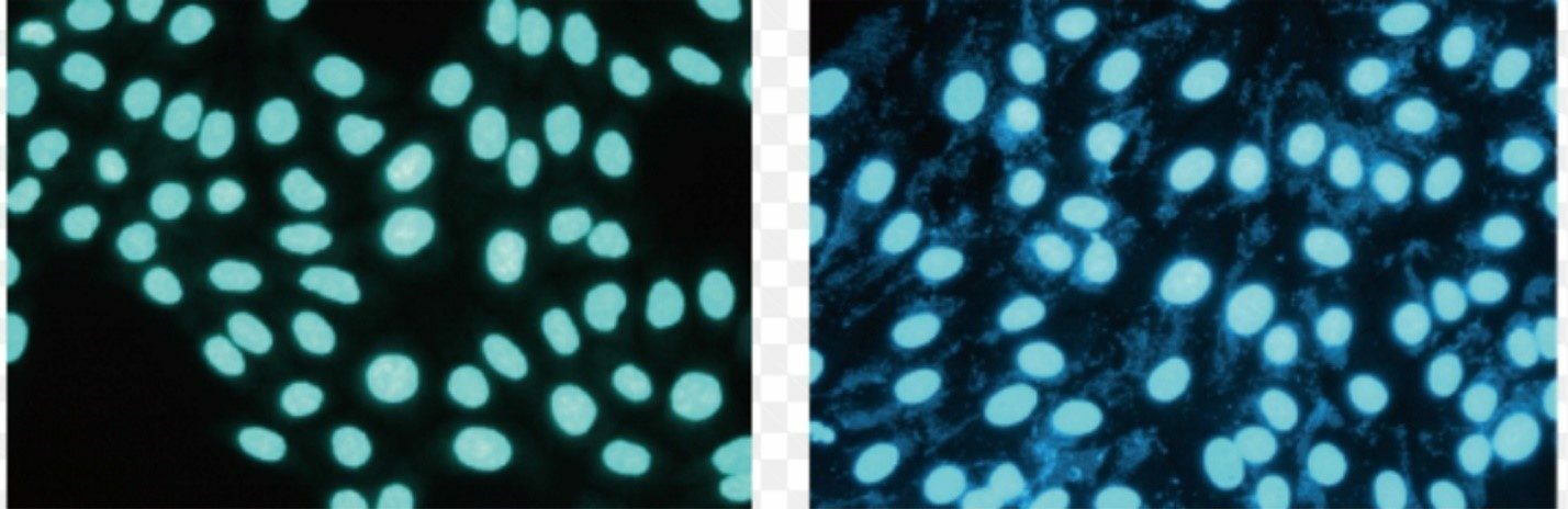 Mycoplasma-free Cells